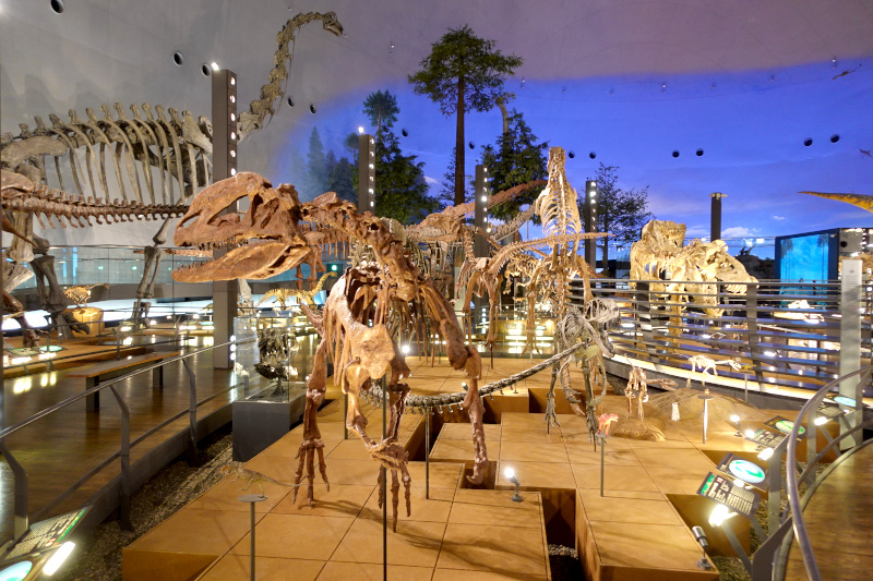 福井県、2024年春の北陸新幹線福井・敦賀開業に向けて福井県立恐竜博物館がリニューアルオープン、化石研究体験などの施設を新設 | マイライフニュース